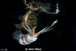 Squid with reflection . by Amir Stern 
